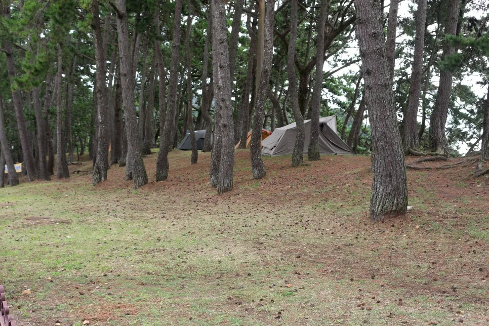 %EA%BE%B8%EB%AF%B8%EA%B8%B0%EA%BE%B8%EB%AF%B8%EA%B8%B0IMG_6473.JPG?type=w966