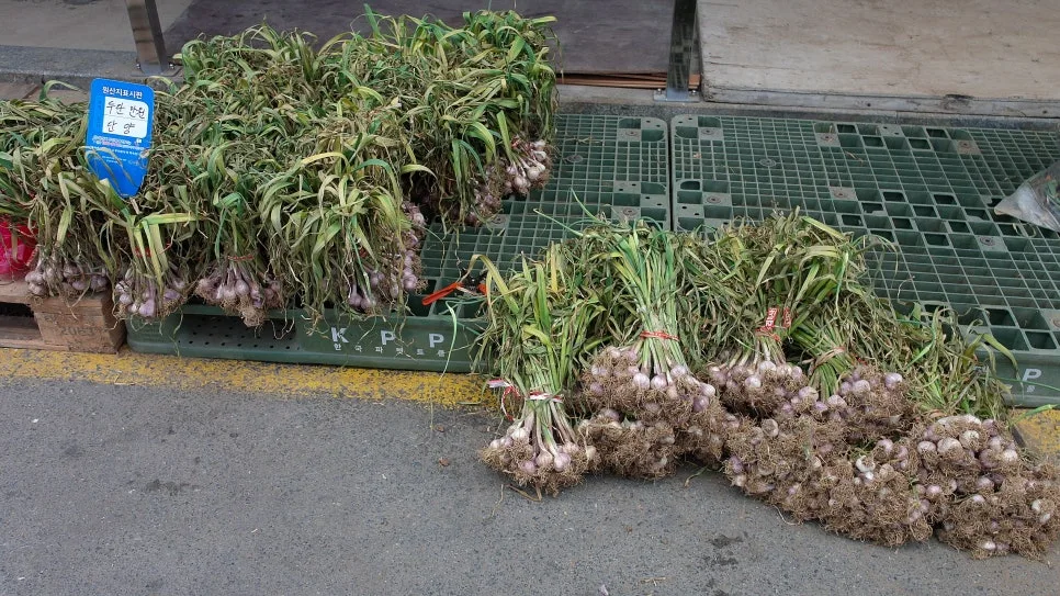 %EA%BE%B8%EB%AF%B8%EA%B8%B0%EA%BE%B8%EB%AF%B8%EA%B8%B0SAM_0161.JPG?type=w966