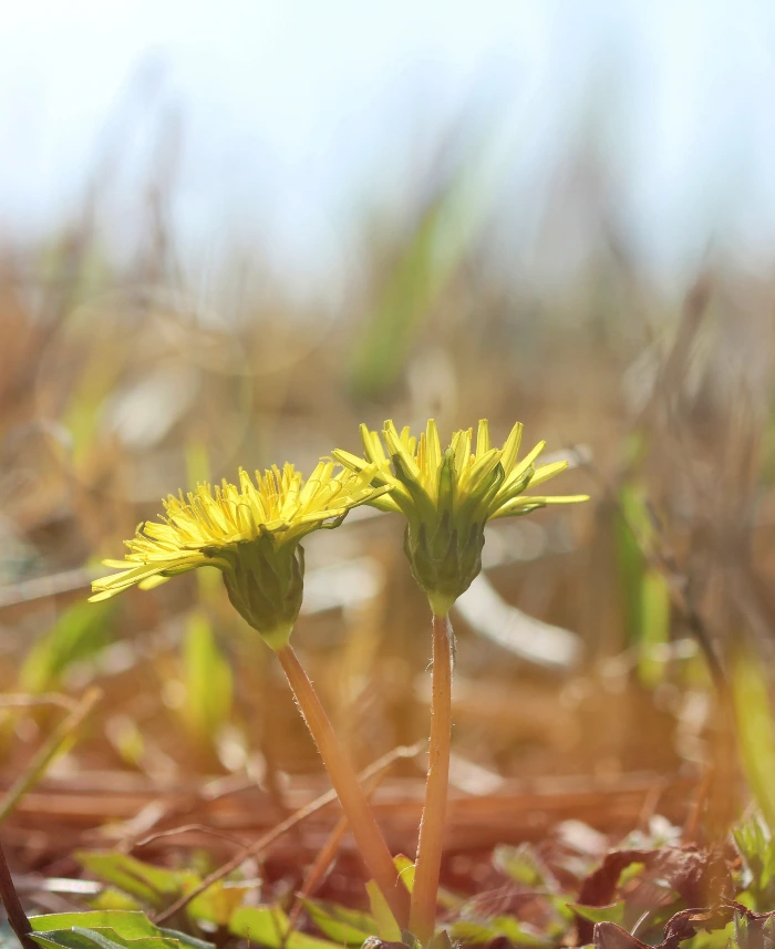 21.03 토종민들레 (2).JPG