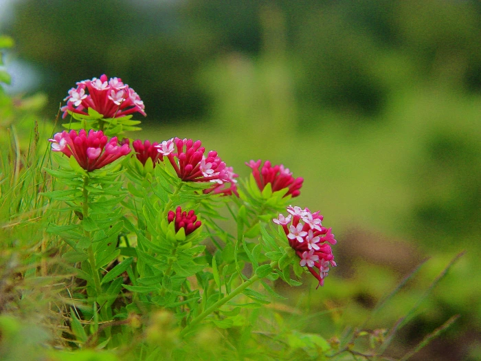 피뿌리풀 (8).JPG