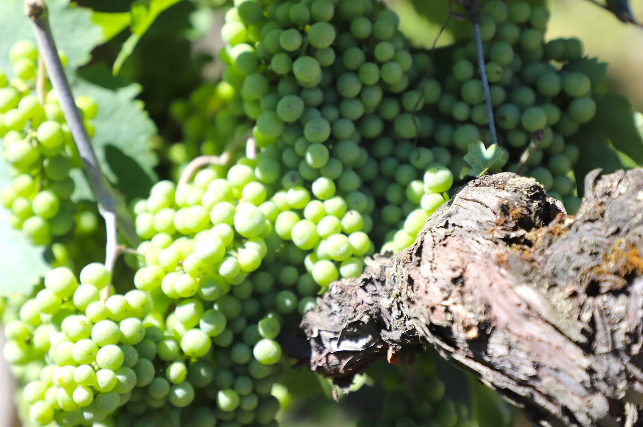 보르도 포도밭.JPG