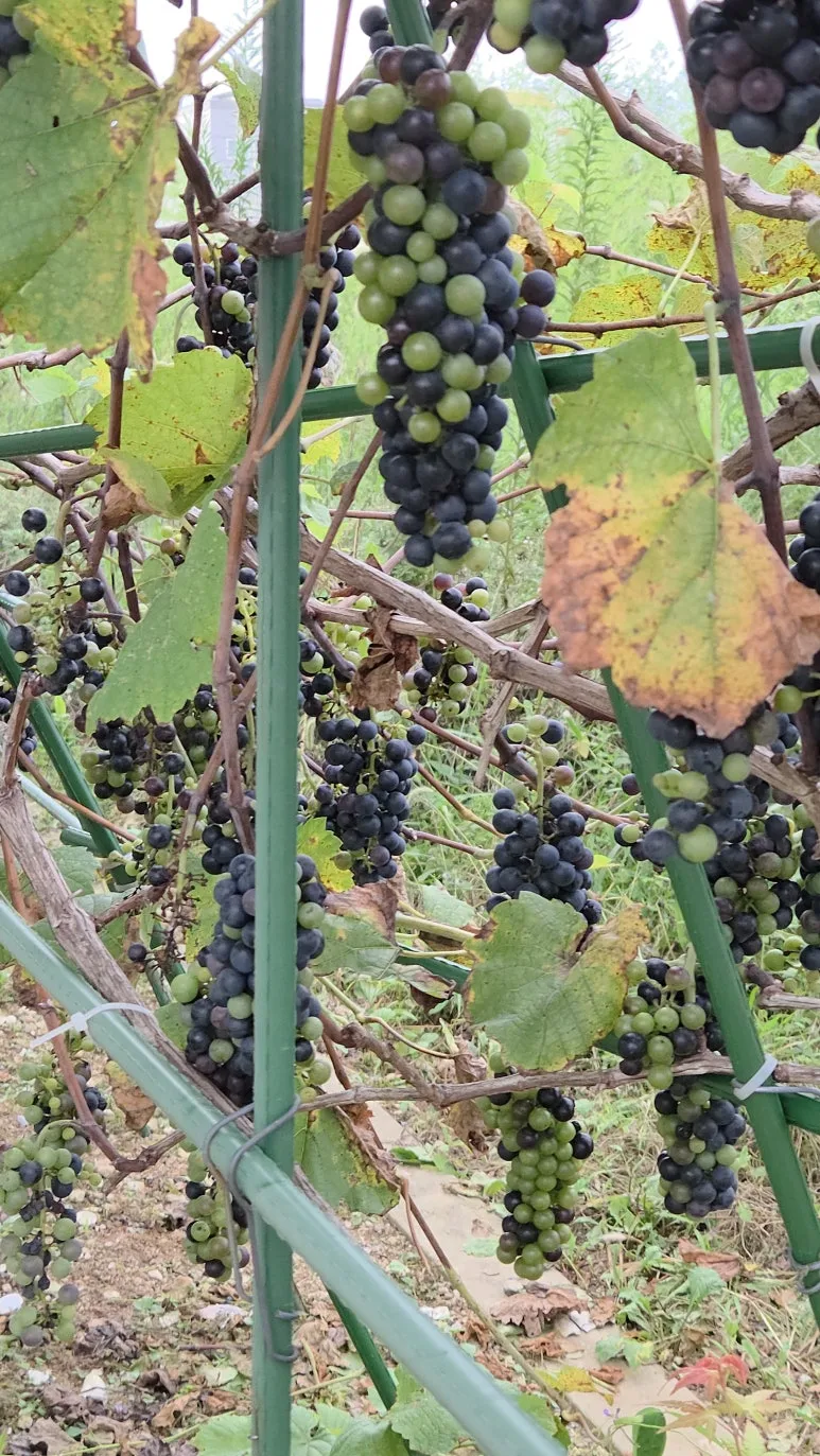 KakaoTalk_20250923_131910530_01.jpg?type=w773