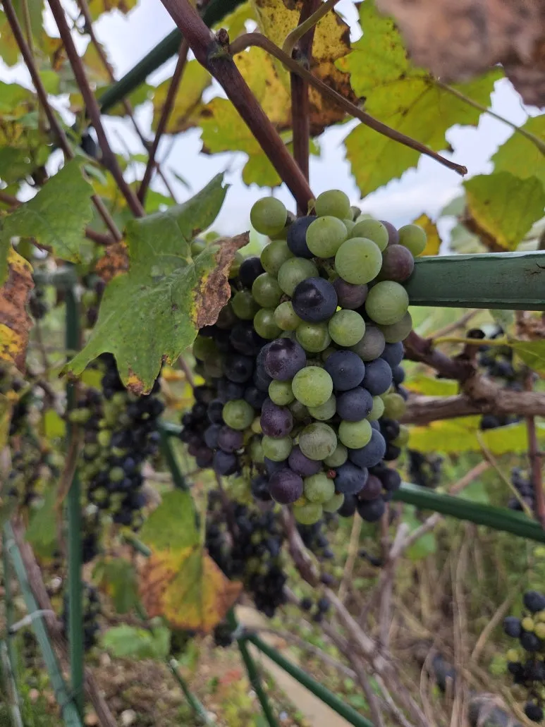 KakaoTalk_20250923_131910530.jpg?type=w773