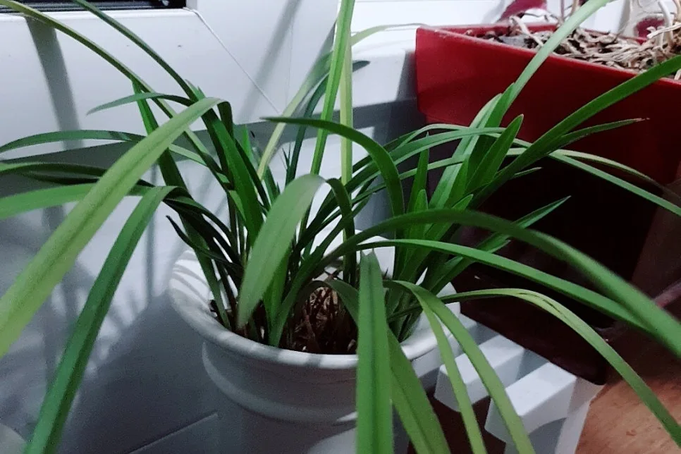 SE-bcb47674-b404-4657-98e1-5e14ed979099.jpg?type=w966