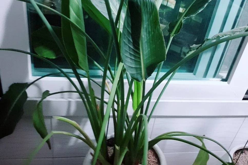 SE-6e47faa3-d5f8-498e-a0cd-1f4f2ec436ac.jpg?type=w966