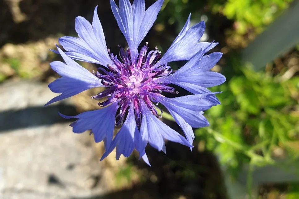 SE-6b2db928-5f96-471b-9daf-7d72e4f7df70.jpg?type=w966