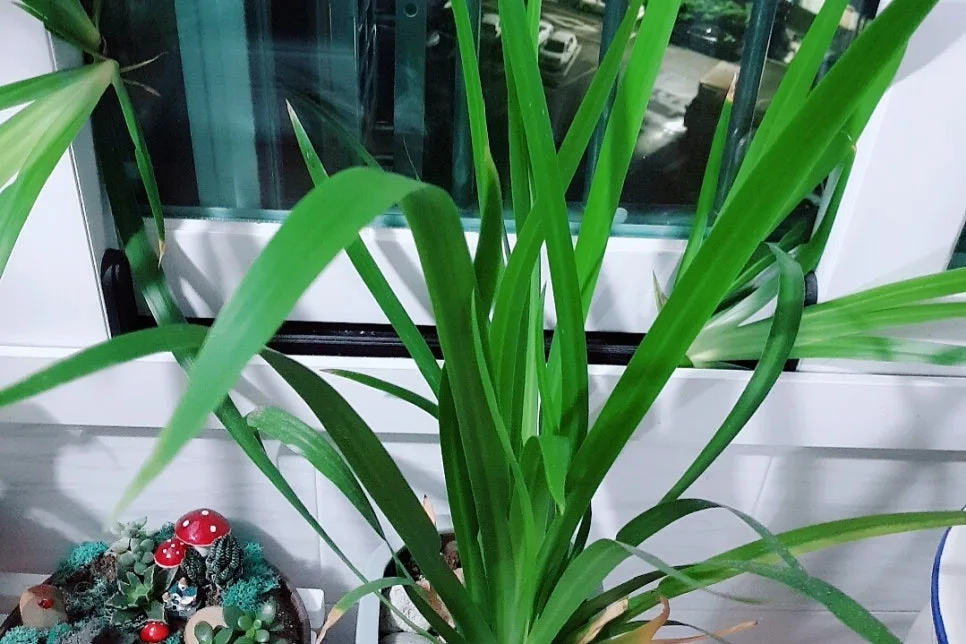 SE-67402221-ac9e-44e2-8140-4f386b8275c0.jpg?type=w966