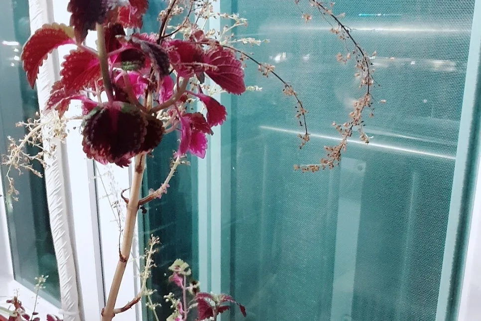 SE-357003cb-2710-4da0-bbfe-bafbc4938f59.jpg?type=w966