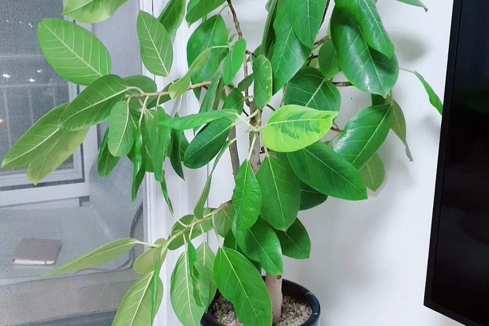 SE-f5df7203-57be-44c6-b75b-b06e16fe8665.jpg?type=w966