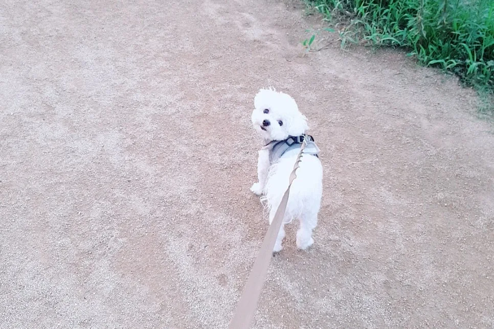 SE-11d22e40-308a-4e6a-bd58-8129eee31430.jpg?type=w966