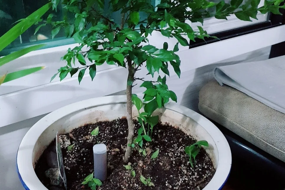 SE-626609b7-a638-43f2-9d69-a97eeb274df1.jpg?type=w966