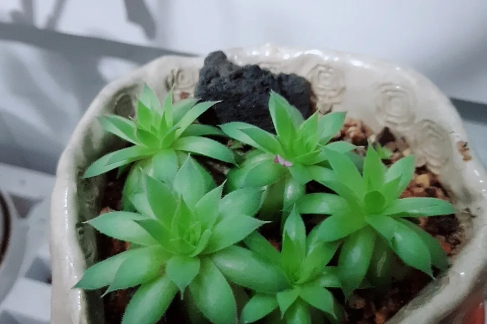 SE-d22e3d6f-ecc9-49cc-a31e-fd1cc09d8f2f.jpg?type=w966