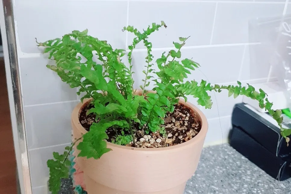 SE-42506bef-5f1f-4ed6-97a0-273b14586236.jpg?type=w966