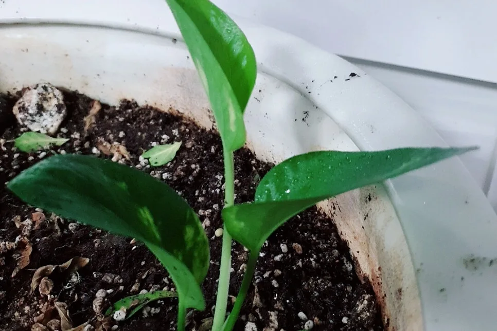 SE-0baac0ed-f8a1-46f3-a582-d41812819053.jpg?type=w966