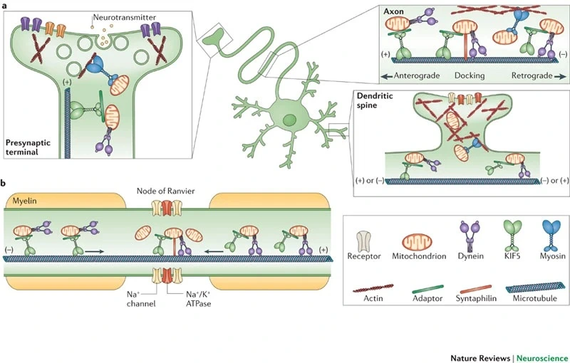 497095189_17913534639101533_4510730855319440041_n.jpg?stp=dst-jpg_e35_tt6&efg=eyJ2ZW5jb2RlX3RhZyI6InRocmVhZHMuRkVFRC5pbWFnZV91cmxnZW4uODAweDUxMC5zZHIuZjc1NzYxLmRlZmF1bHRfaW1hZ2UifQ&_nc_ht=scontent-gmp1-1.cdninstagram.com&_nc_cat=101&_nc_oc=Q6cZ2QF2OEDoKmrf3Jr905alhRQpifgG4JWUQBi1wniAlEWW1YFYnGaAFT1SKBzNAGVkaZE&_nc_ohc=SX2YzQmThawQ7kNvwHxJbCy&_nc_gid=VdFpgFDkpNcqsc6e5eyTyA&edm=ALvRx_oBAAAA&ccb=7-5&ig_cache_key=MzYyOTg1MTc4MDAwODc2MDM3OA%3D%3D.3-ccb7-5&oh=00_AfJyEICbIyJDFxEwxbdfnzUvOED9WxpUd1BjNCFgjaOz8w&oe=6825EFF4&_nc_sid=ecb15b