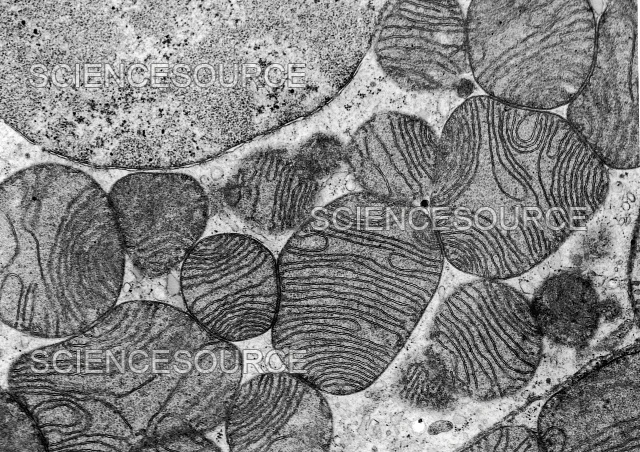 497201634_17913531789101533_4111794736986556994_n.jpg?stp=dst-jpg_e35_tt6&efg=eyJ2ZW5jb2RlX3RhZyI6InRocmVhZHMuRkVFRC5pbWFnZV91cmxnZW4uNjQweDQ1Mi5zZHIuZjc1NzYxLmRlZmF1bHRfaW1hZ2UifQ&_nc_ht=scontent-gmp1-1.cdninstagram.com&_nc_cat=101&_nc_oc=Q6cZ2QF2OEDoKmrf3Jr905alhRQpifgG4JWUQBi1wniAlEWW1YFYnGaAFT1SKBzNAGVkaZE&_nc_ohc=qDX7OyJt4oYQ7kNvwEVqfQR&_nc_gid=VdFpgFDkpNcqsc6e5eyTyA&edm=ALvRx_oBAAAA&ccb=7-5&ig_cache_key=MzYyOTg1MTY1MzA5NzU5OTUxMQ%3D%3D.3-ccb7-5&oh=00_AfL-YbQ107dpyHNJ0auf_hT_-fYHjXf-_S9I5wL-3MNigQ&oe=6825D3B7&_nc_sid=ecb15b