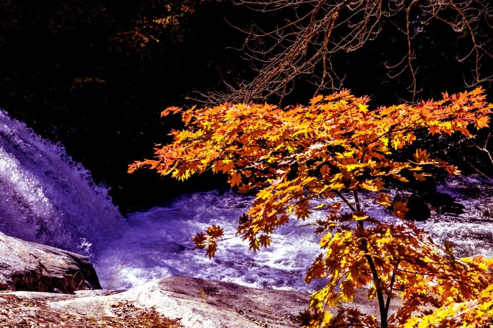 0U4A3772_copy.jpg?type=w966