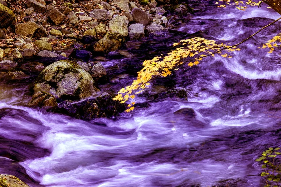 0U4A3965_copy.jpg?type=w966