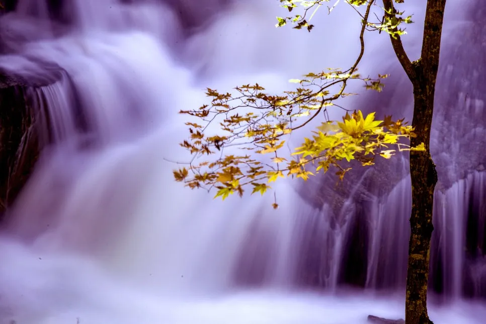 0U4A3909_copy.jpg?type=w966