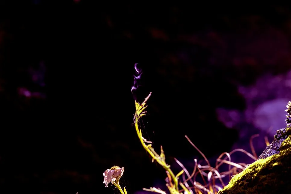 0U4A3711_copy.jpg?type=w966