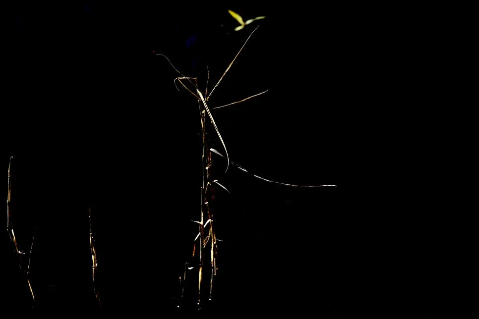 0U4A3720_copy.jpg?type=w966