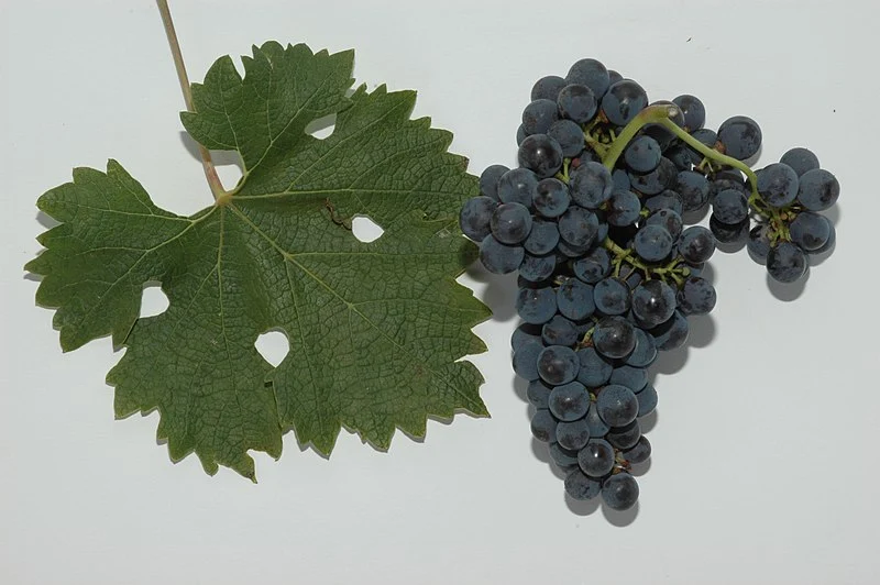 httpscommons.wikimedia.orgwikiFileCabernet_Sauvignon_DSC_4436.JPG   .JPG