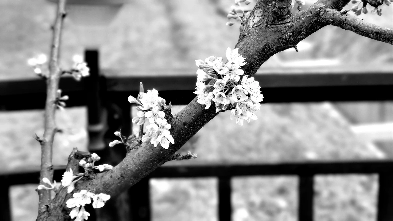 image.png?type=w3840