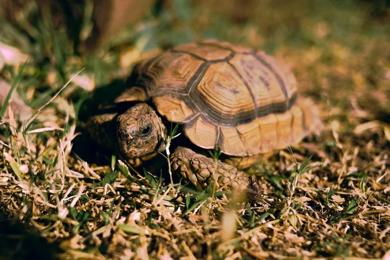 tortoise-5718543_1280.jpg?type=w773