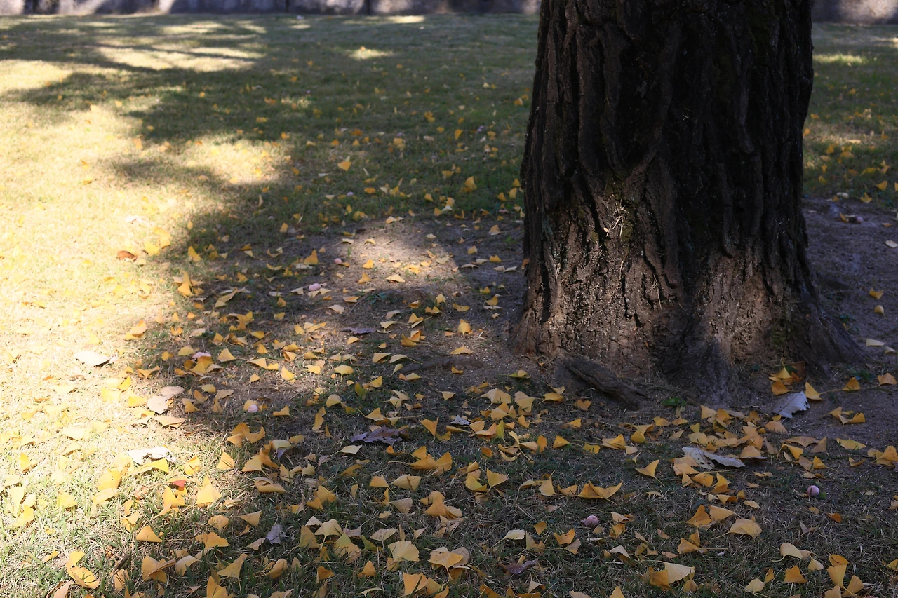 25.11 종묘 은행낙엽2.JPG