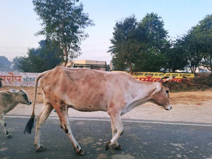 1733124568783.jpg?type=w1