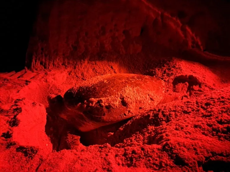 20241030%EF%BC%BF213651.jpg?type=w773