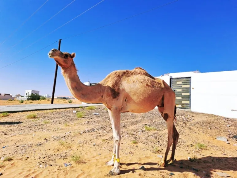 1731606479937.jpg?type=w773