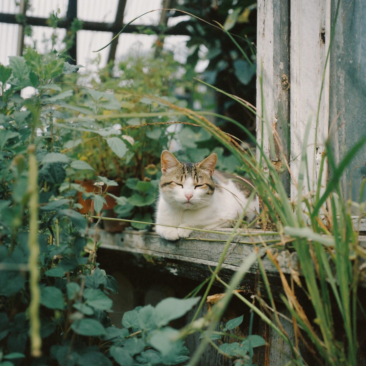 upscaled-image (13).jpeg