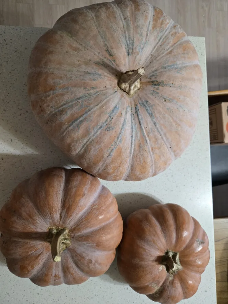 KakaoTalk_20241201_074718075_04.jpg?type=w773