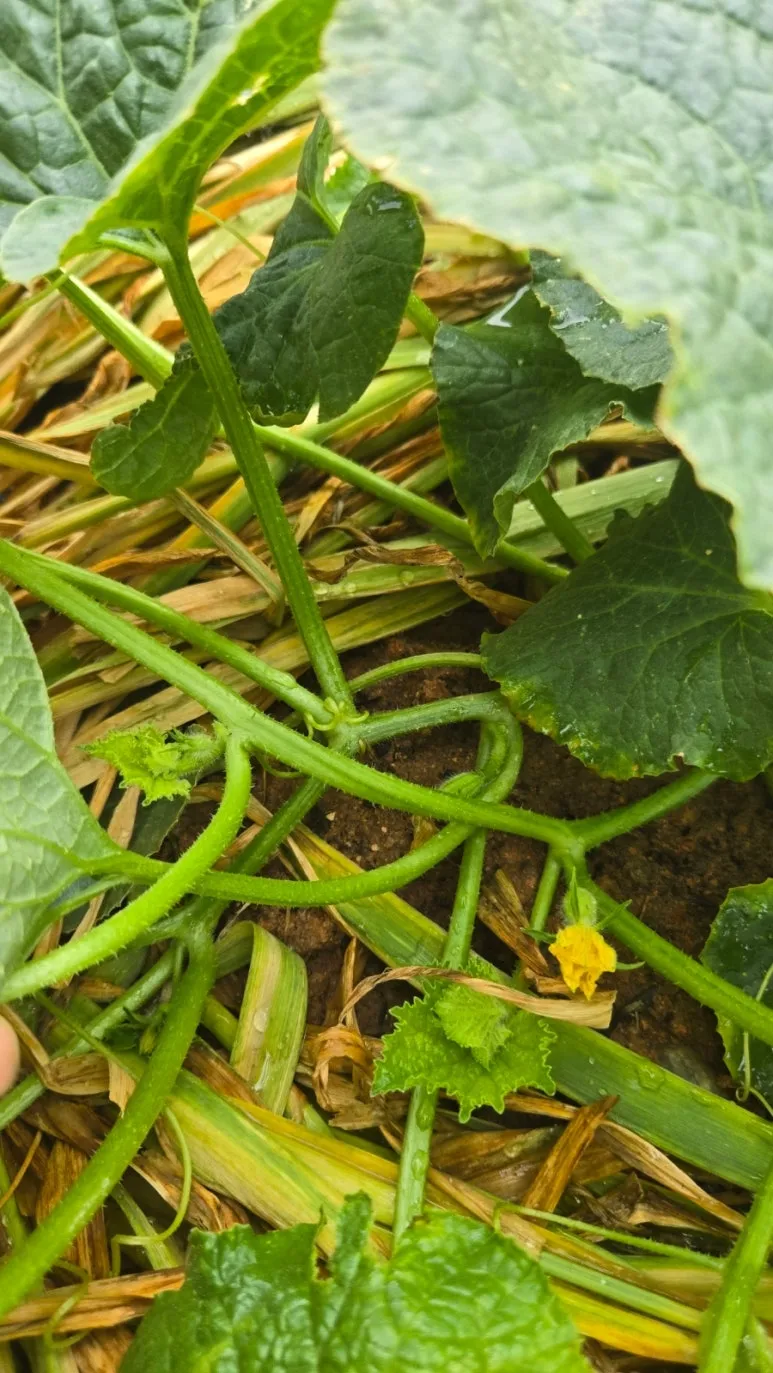 900%EF%BC%BF20250606%EF%BC%BF092236.jpg?type=w773