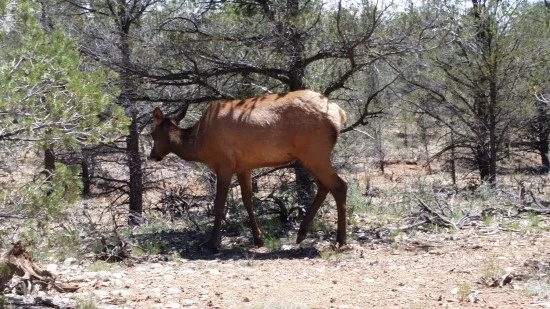 3%EC%84%B8%EA%B3%84%EC%97%AC%ED%96%89_%EC%BA%A0%ED%95%91_%EA%B0%80%EC%A1%B1%EC%97%AC%ED%96%89_%EA%B7%B8%EB%9E%9C%EB%93%9C%EC%BA%90%EB%85%84_%EB%AF%B8%EA%B5%AD.jpg?type=w2