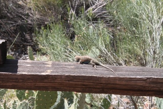 5-4%EC%84%B8%EA%B3%84%EC%97%AC%ED%96%89_%EB%AF%B8%EA%B5%AD_%EC%BA%A0%ED%95%91_%EC%9E%90%EC%9D%B4%EC%96%B8%EC%BA%90%EB%85%84_%EB%B8%8C%EB%9D%BC%EC%9D%B4%EC%8A%A4_%EC%BA%90%EB%85%84_%EA%B5%AD%EB%A6%BD%EA%B3%B5%EC%9B%90_%EA%B0%80%EC%A1%B1%EC%97%AC.JPG?type=w2