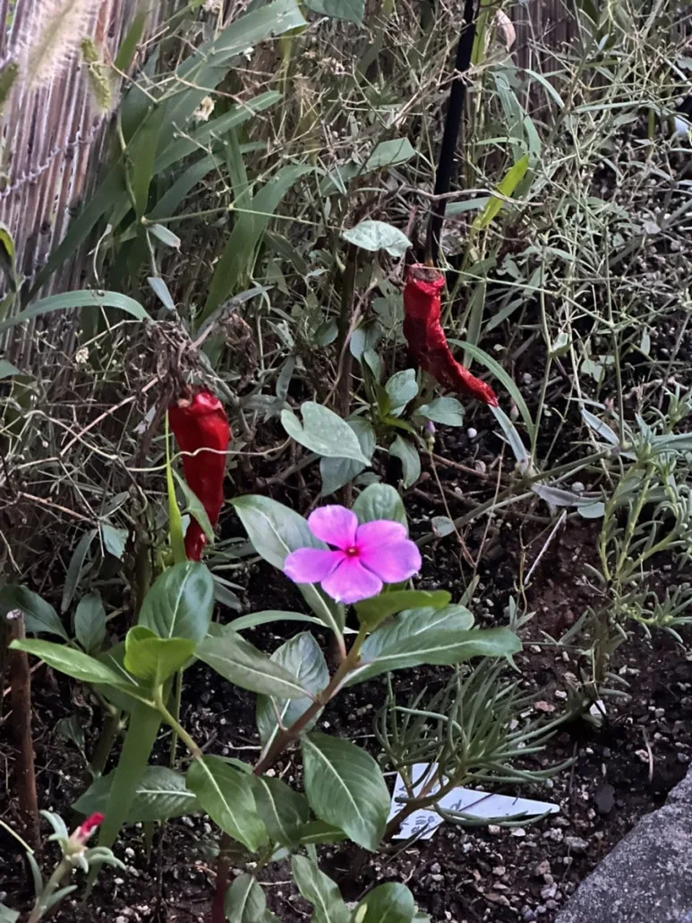 IMG%EF%BC%BF0971.jpg?type=w773