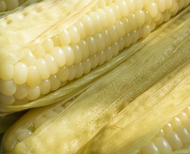 900%EF%BC%BF1756645990114.jpeg?type=w773