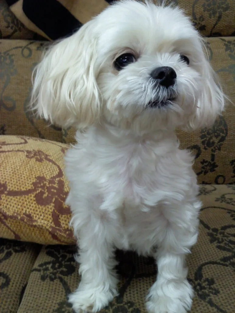 900%EF%BC%BF2012%EF%BC%8D01%EF%BC%8D02_18.03.45.jpg?type=w773