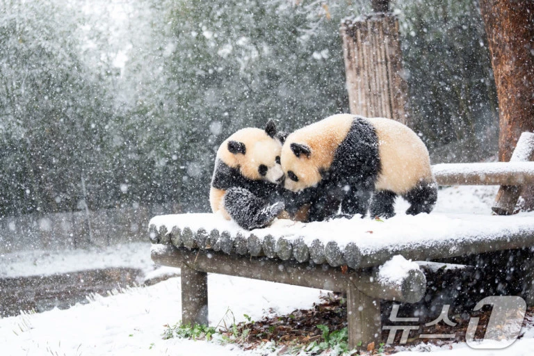 ?src=http%3A%2F%2Fimgnews.naver.net%2Fimage%2F421%2F2024%2F11%2F27%2F0007931155_001_20241127133015020.jpg&type=sc960_832