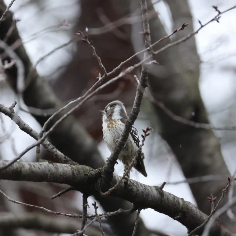 2C2A0104.JPG?type=w466