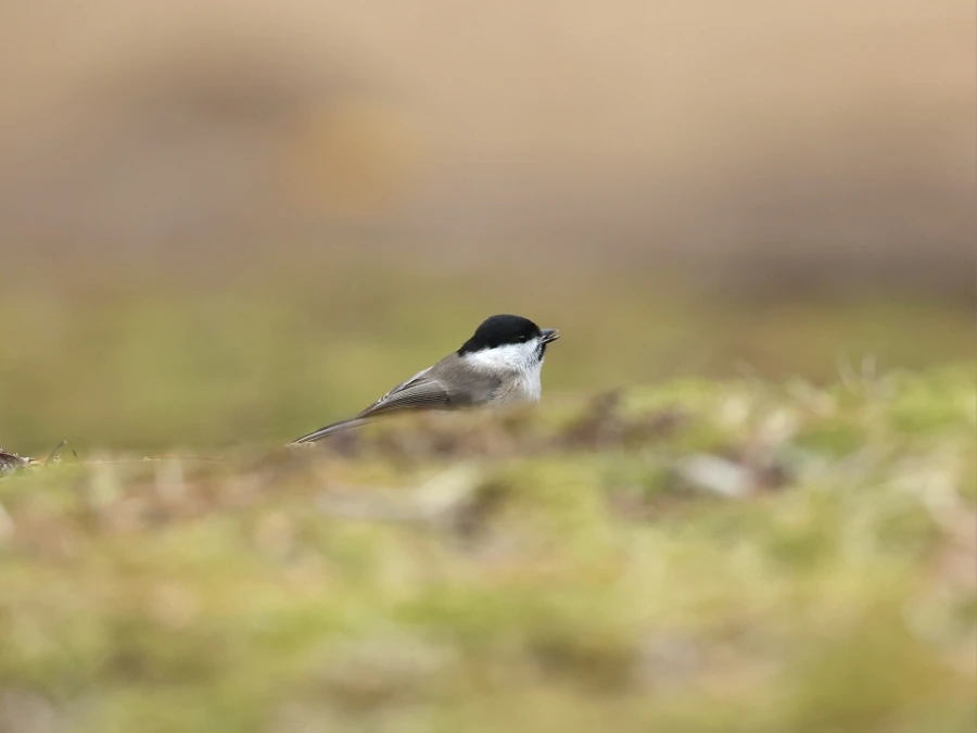 900%EF%BC%BF2C2A7177.JPG?type=w1