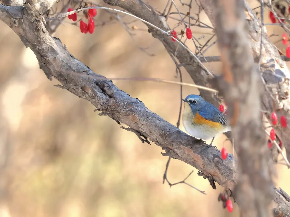 20221218121725%EF%BC%BF2C2A9342.JPG?type=w966