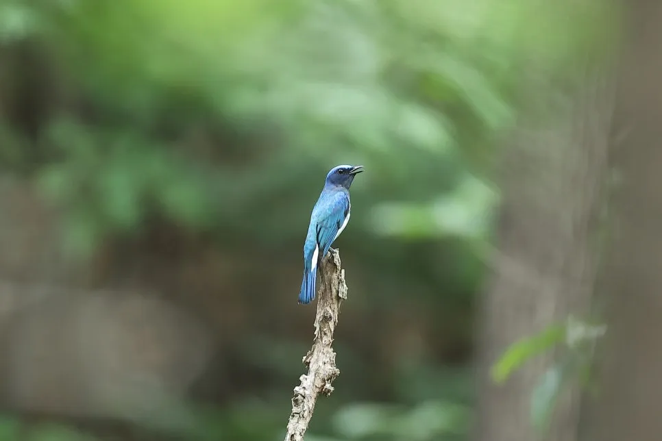 20240620180931%EF%BC%BF2C2A6537.JPG?type=w966