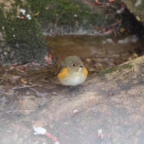 SE-e1fc1824-bb1f-4b2d-9b8b-c6cfa3af3207.jpg?type=w466