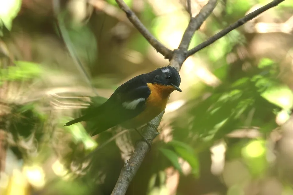 2C2A8178.JPG?type=w1