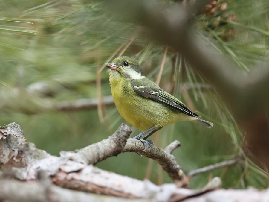 900%EF%BC%BF2C2A7604.JPG?type=w1