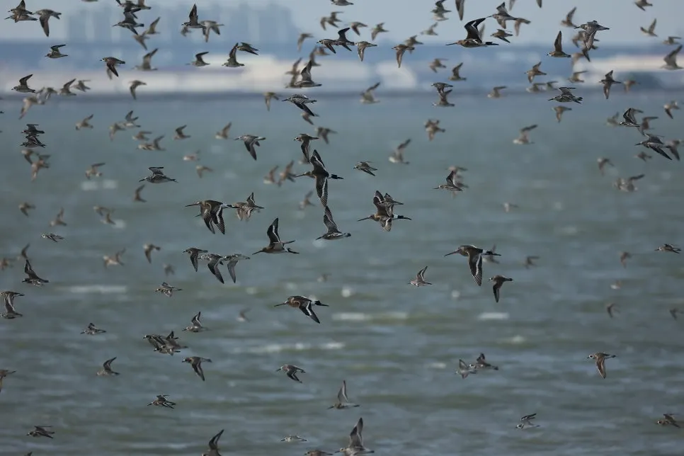 2C2A7853.JPG?type=w966