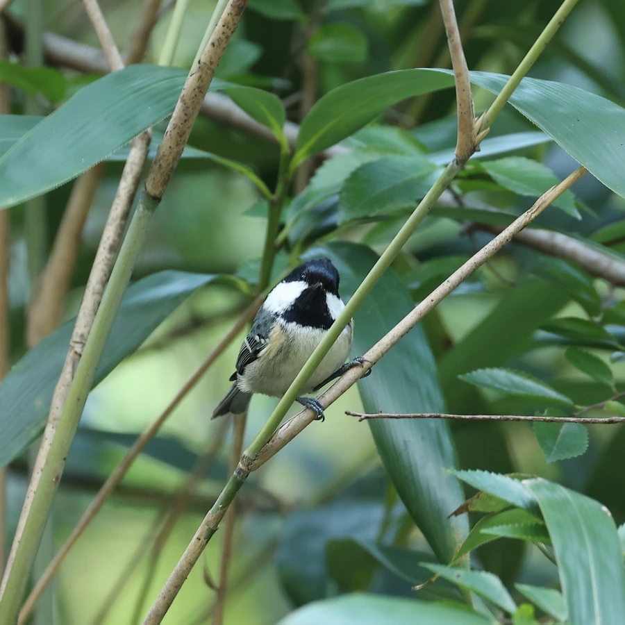 900%EF%BC%BF2C2A5272.JPG?type=w1